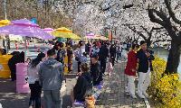 연화지 벚꽃축제 2일차, 봄 절정